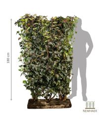 LUKSUS RØD BLÆRESPIREA (PHYSICARPUS OPULIDOLIUS 'DIABOLO') 180 CM FÆRDIGHÆK