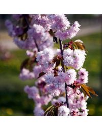 Prunus ser. Kiku-Shidare
