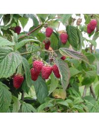 hindbærbusk Glen Ample