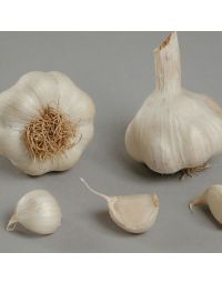 Hvidløg 'Sabadrome'