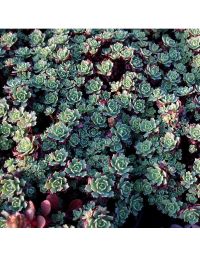 Sedum pachyclados