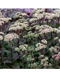 Sedum telephium Matrona