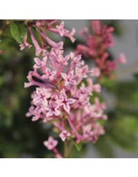 Dværgsyren Pink Perfume