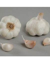 Hvidløg 'Thermidrôme'