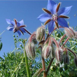 Borago officinalis i blomst