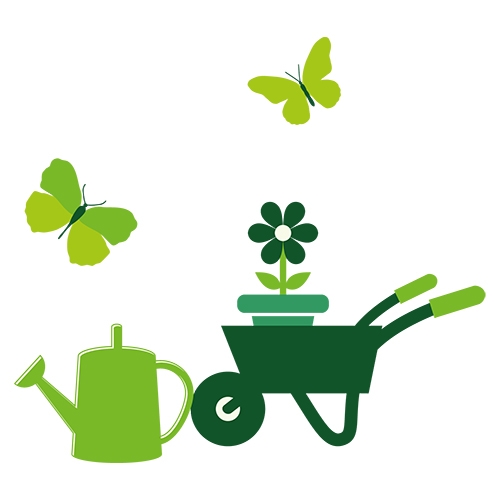 Æbletræ (Malus domestica &amp;#039;Rød Aroma&amp;#039;) 5-8 grene