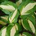 Funkia (Hosta 'Raspberry Sundae') 