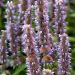 Mynte Anisisop Indianermynte (Agastache foeniculum 'Blue Fortune')