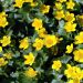 Engkabbeleje (Caltha palustris)