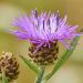 Almindelig knopurt (Centaurea Jacea)