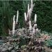 Sølvlys / Actaea (Cimicifuga ramosa 'Brunette')