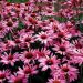 Purpursolhat (Echinacea purpurea 'Magnus')
