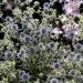 Russisk mandstro (Eryngium planum)