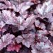 Alunrod (Heuchera americana 'Palace Purple')