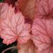 Alunrod (Heuchera 'Georgia Peach')