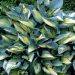 Funkia (Hosta tardiana 'June') Potte 1,5 L