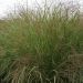 Staudehirse (Panicum virgatum 'Squaw') Potte 2 Liter