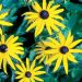 Solhat (Rudbeckia fulgida var. sullivantii 'Goldsturm')