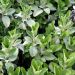 Salvie (Salvia Officinalis) Potte 14 cm