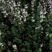 Havetimian (Thymus vulgaris) Potte 14 cm