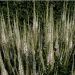Ærenpris Virginsk (Veronicastrum virginicum 'Album')