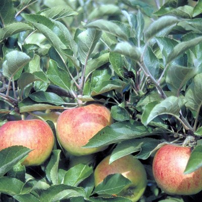 Malus domestica 'Jonagold'