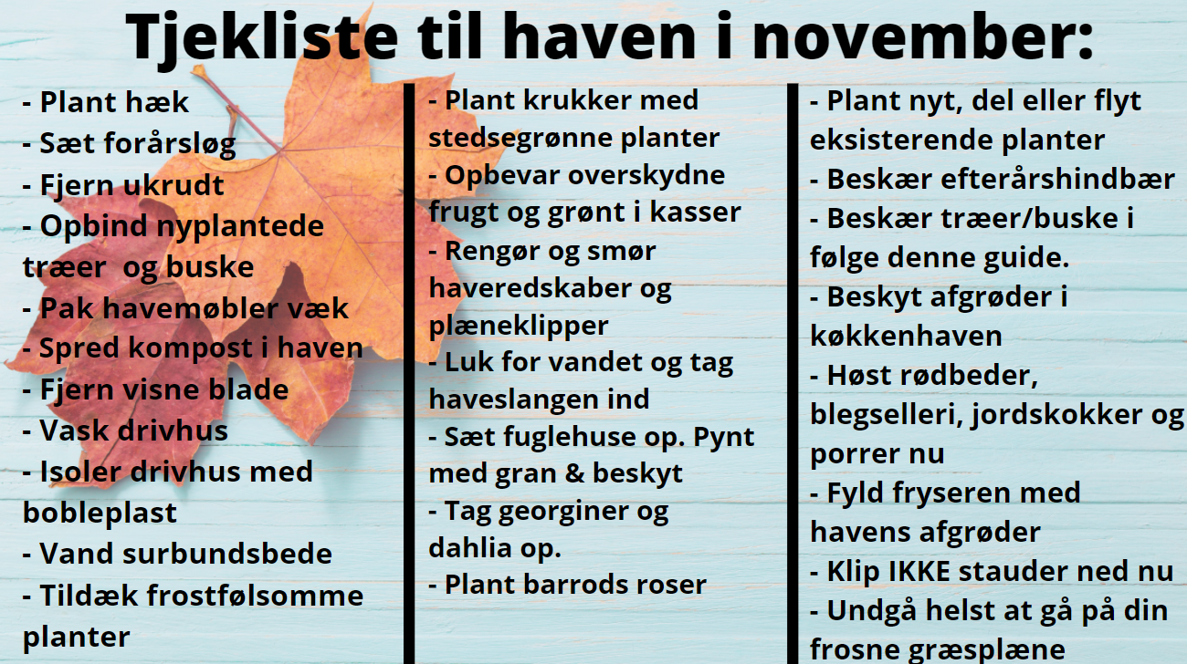 Tjekliste til haven i november