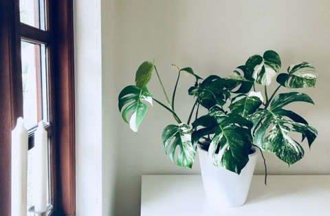 Monstera Variegata