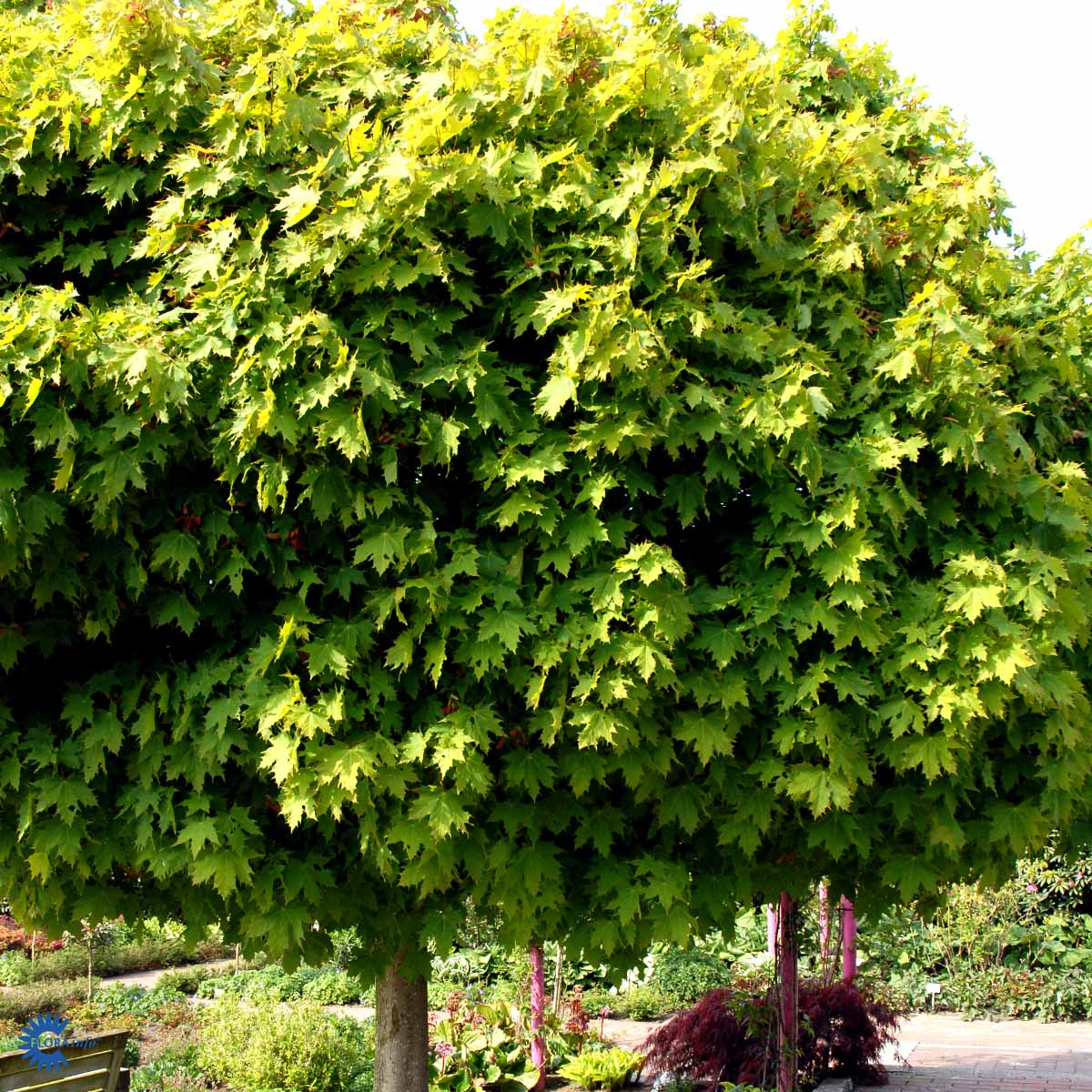 Spidsløn - Globosum