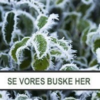 Udvalg af buske hos Jespers Planteskole