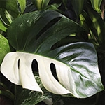 Monstera Variegata