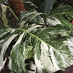 Monstera Variegata