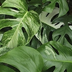 Monstera Variegata