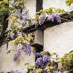 Smuk opbinding af blåregn