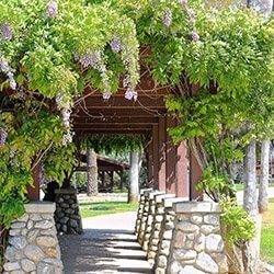 Opbinding af blåregn