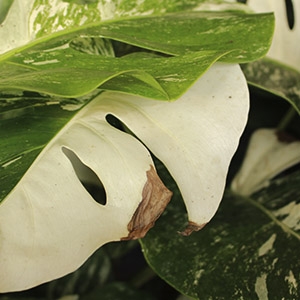 Monsterablad med brune pletter