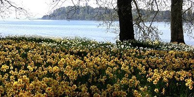 Bunddækkende påskeliljer