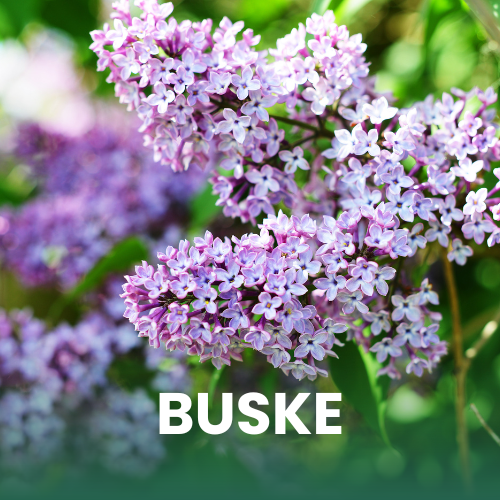 Billede af syrenbusk