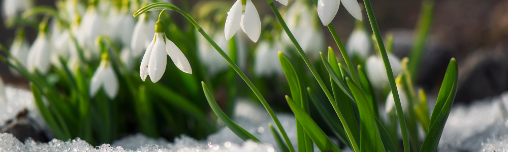 Haven i februar Haven i februar