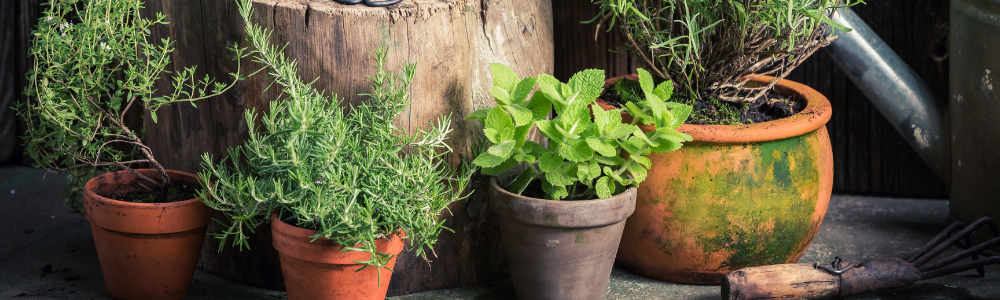 Krydderurter i krukke