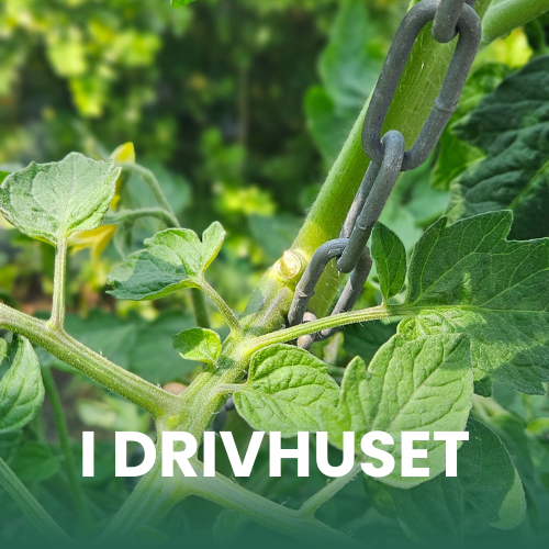 N&aelig;rbillede af en agurkeplante