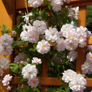 Billede af klatreroser p&aring; espalier