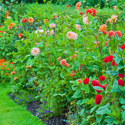 Billede af forskellige typer georginer