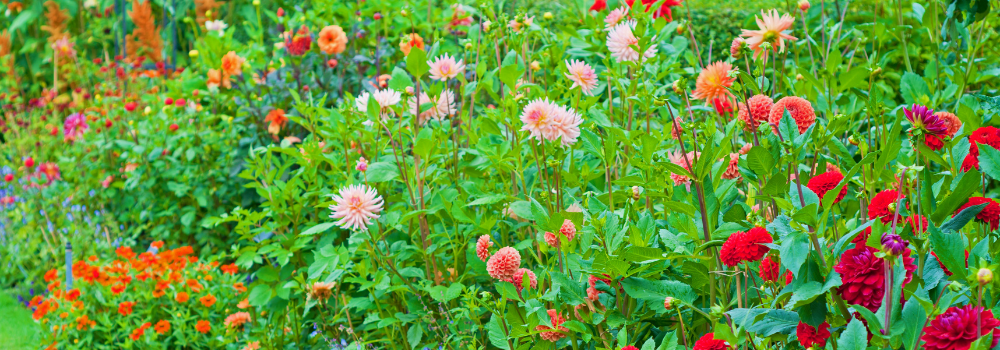 Billede af forskellige typer georginer