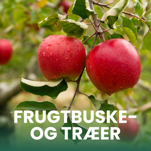 N&aelig;rbillede af &aelig;bler p&aring; et &aelig;bletr&aelig;