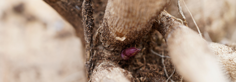 N&aelig;rbillede af &oslash;jet p&aring; en georgine knold