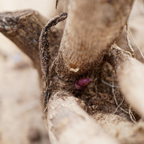 N&aelig;rbillede af &oslash;jet p&aring; en georgine knold