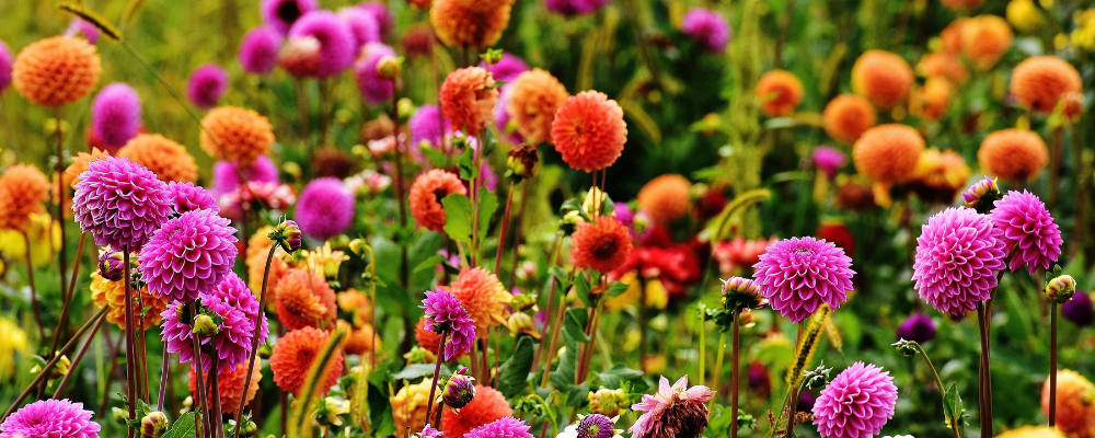 Billeder af dahlia også kendt som georginer