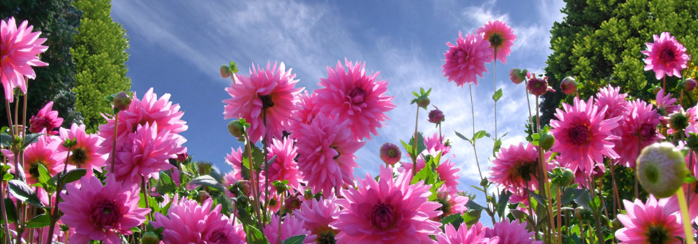 Billede af georginer i solrigt vejr