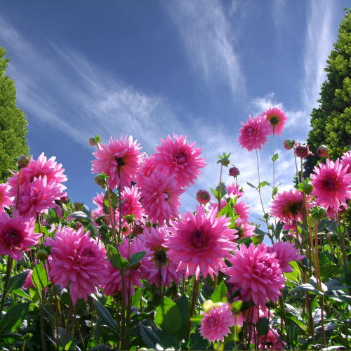 Billede af georginer i solrigt vejr